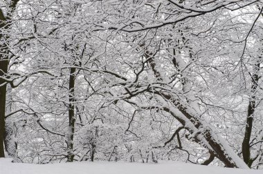 Lviv Ukrayna yüksek kale kar kış ağaçlarıyla