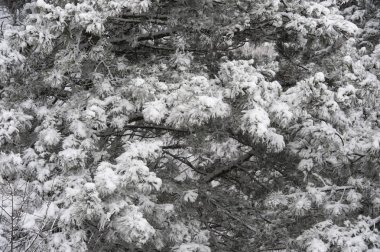 Lviv Ukrayna yüksek kale kar kış ağaçlarıyla