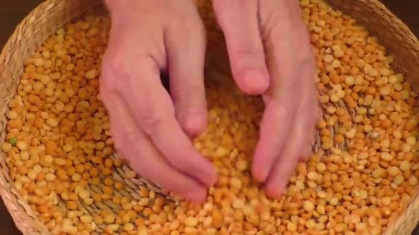 Samen getrocknete Erbsen gelb liegen in einem Weidenkorb — Stockvideo
