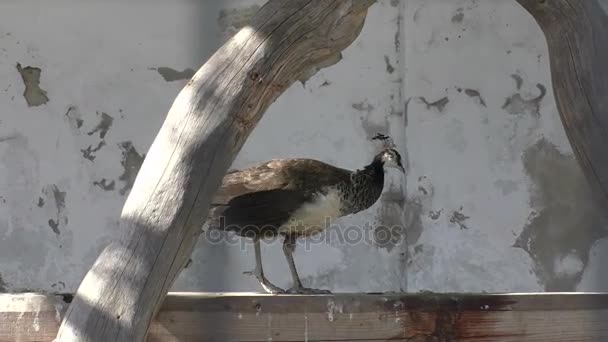 Um pavão fêmea marrom e bege — Vídeo de Stock