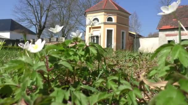 Ανεμώνη nemorosa, λευκό λουλούδι Ανεμώνη — Αρχείο Βίντεο