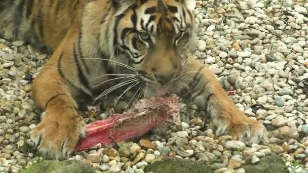 Tiger sumatran comiendo su almuerzo, Panthera tigris sumatrae — Vídeos de Stock