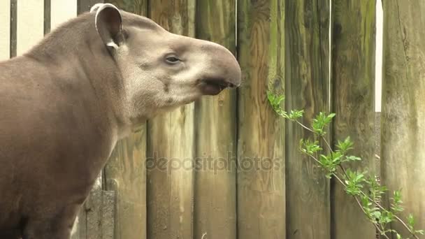 Портрет южноамериканского тапира (Tapirus terrestris) — стоковое видео