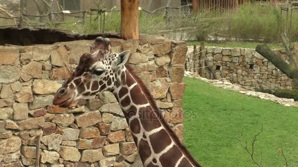 Žirafa síťovaná (Giraffa camelopardalis reticulata), také známý jako somálský žirafa. — Stock video