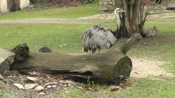 Rhea de Darwin (Pterocnemia pennata pennata), estão entre os avestruzes mais raros — Vídeo de Stock