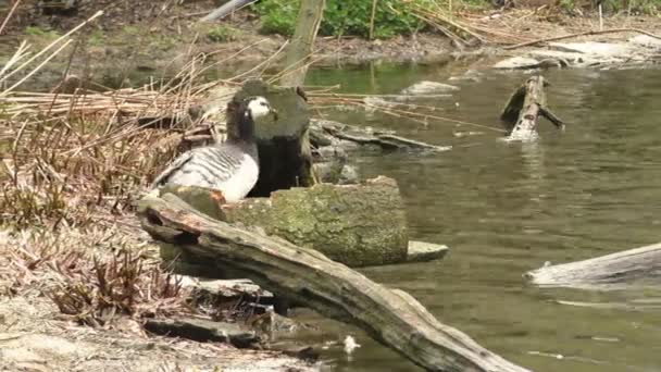 Ganso cabeza de bar, Anser indicus, pájaro soltero cerca del lago de otoño — Vídeo de stock