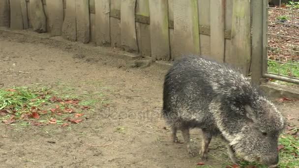 Peccaria chacoana (Catagonus wagneri), noto anche come tagua — Video Stock