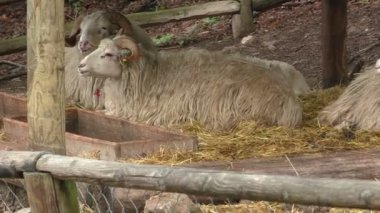 Eflak koyunu (Ovis orientalis Koç)