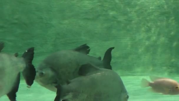 Vissen in het aquarium — Stockvideo