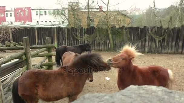 Dos pequeños ponis marrones juegan entre ellos. — Vídeo de stock