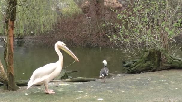 Flock of white pelicans on the lake — Stock Video