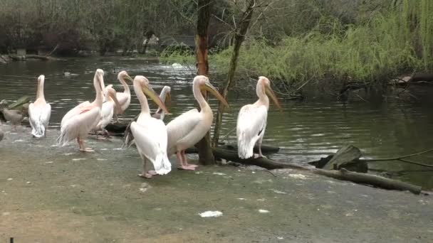 Manada de pelícanos blancos en el lago — Vídeos de Stock