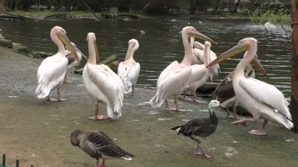 Manada de pelícanos blancos en el lago — Vídeos de Stock