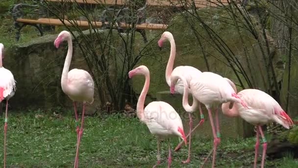 Große Gruppe rosa Flamingos — Stockvideo