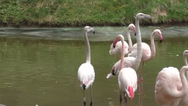 Grote groep roze flamingo 's — Stockvideo