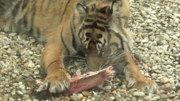 タイガー スマトラ パンテーラ チグリス sumatrae、彼の昼食を食べる — ストック動画
