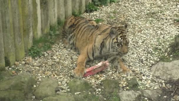 Tiger sumatran eating his lunch, Panthera tigris sumatrae — Stock Video