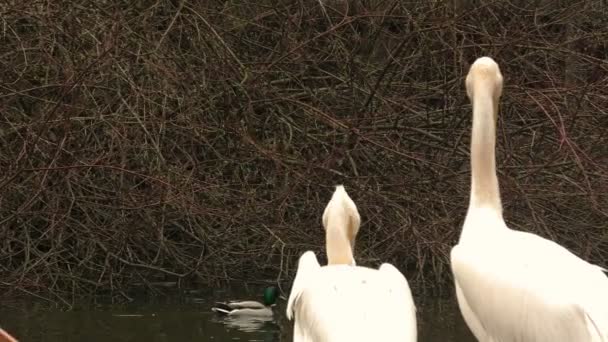 Kudde van witte pelikanen op het meer — Stockvideo