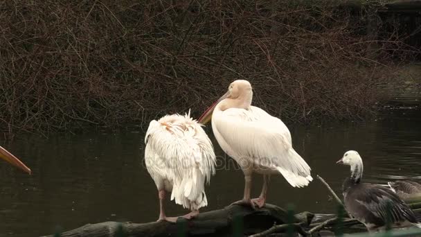 Schwarm weißer Pelikane auf dem See — Stockvideo