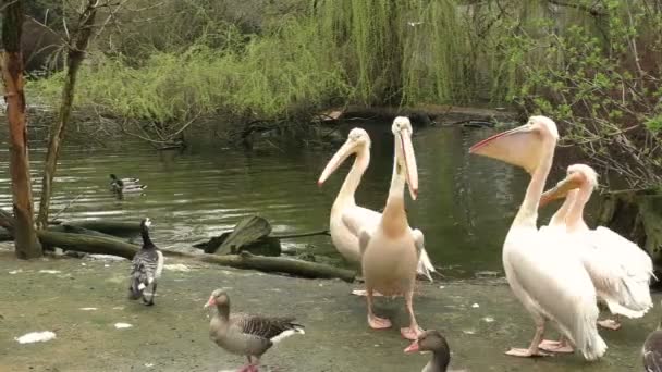 Kudde van witte pelikanen op het meer — Stockvideo