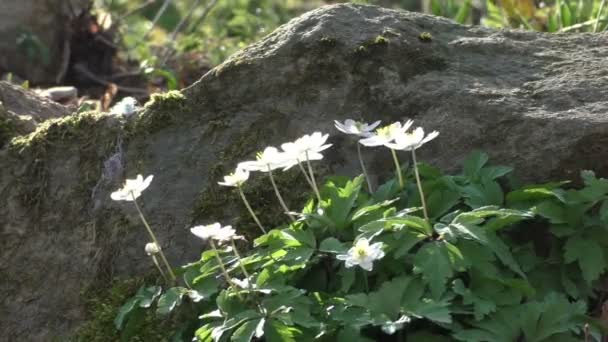 Blooming Anemone nemorosa on forest ground — Stock Video