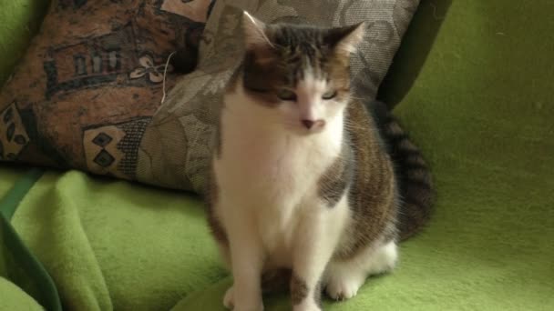 Портрет гарненької кішки сидить на дивані — стокове відео