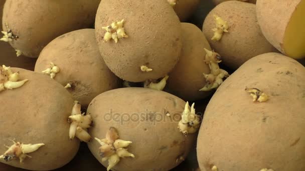 Patatas germinadas para plantar en una superficie de madera — Vídeos de Stock