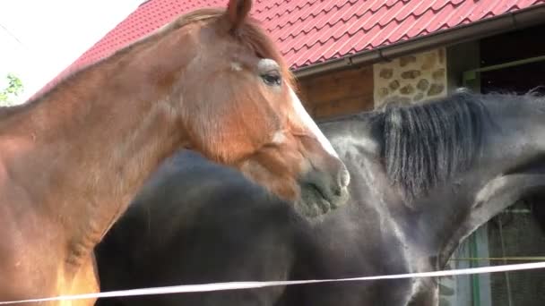 Drei Pferde mit dem Kopf außerhalb des Stalls — Stockvideo