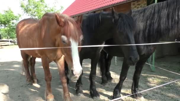 Drei Pferde mit dem Kopf außerhalb des Stalls — Stockvideo