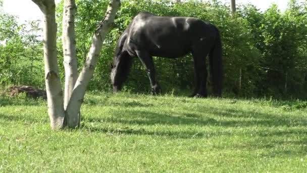 Caballos frisones en el campo — Vídeo de stock