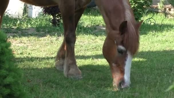 Красивая лошадь на зеленом травяном лугу — стоковое видео