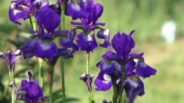 Fiori di iris blu in giardino — Video Stock