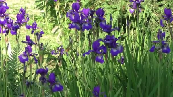 Blue iris flowers in the garden — Stock Video