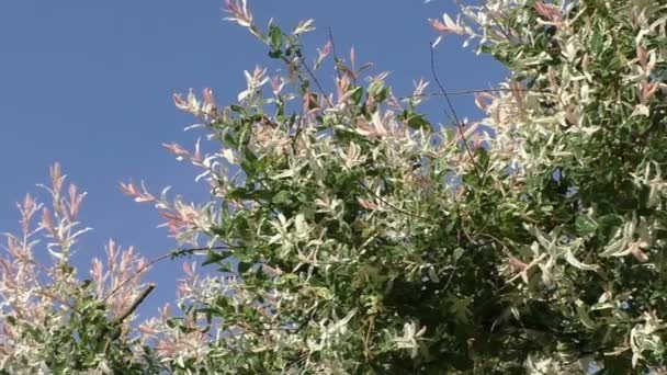 Flores de primavera contra el cielo azul — Vídeo de stock