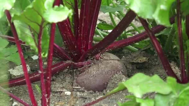 Biologische homegrown rode beetroots. Root in de bodem met deel over een grond. — Stockvideo