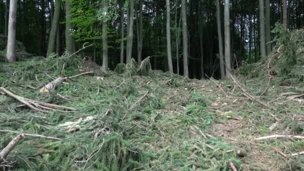 Kidőlt fák tűlevelű erdő után erős hurrikán szél. A kidőlt fák egy vihar után. — Stock videók