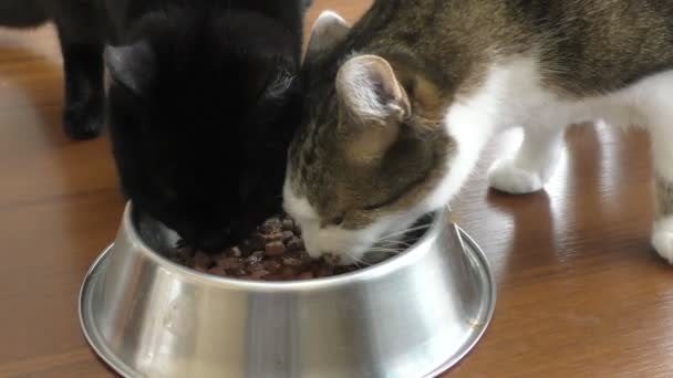 Due gatti stanno mangiando da una ciotola — Video Stock