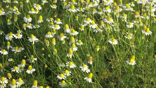 Las flores de manzanilla en el prado en verano — Vídeo de stock
