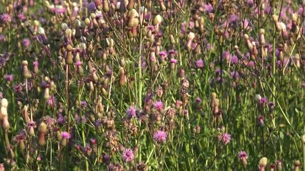 Hermosa flor de cardo, en el prado, con colores espectaculares — Vídeos de Stock