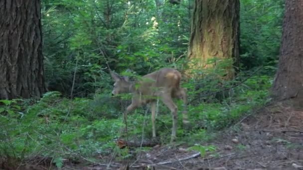 Asustado joven ciervo mula corriendo en un claro bosque — Vídeos de Stock