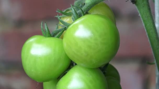 Πράσινες ντομάτες φυτρώνουν στα κλαδιά. Καλλιεργείται στον κήπο.. — Αρχείο Βίντεο