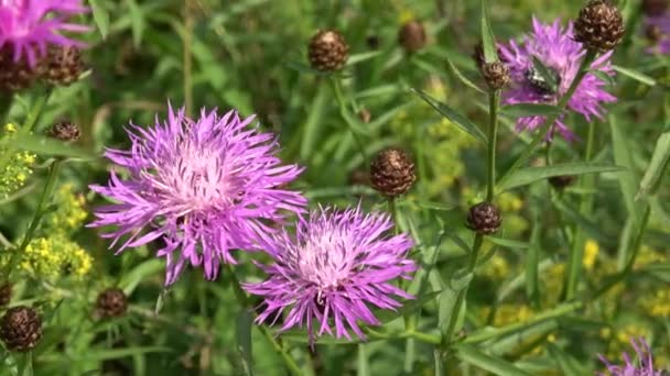 En tistel blomma på en äng — Stockvideo