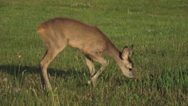 Roe deer, Capreolus capreolus, chewing green leaves — Stock Video