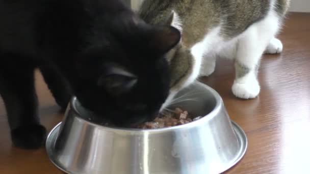 Dwa koty jedzą z miski — Wideo stockowe