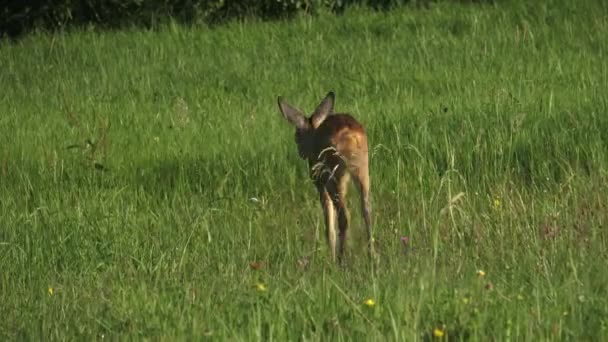 Chevreuil, Capreolus capreolus sur une prairie 