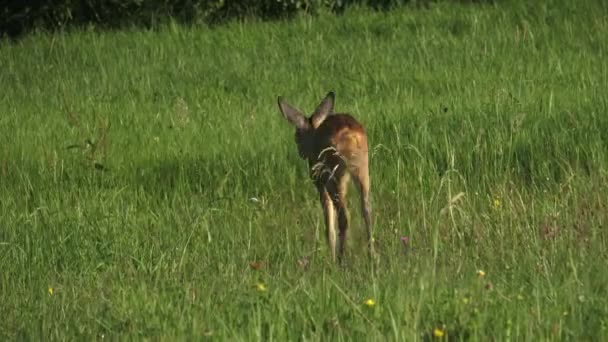 Srnec, Capreolus capreolus na louce — Stock video