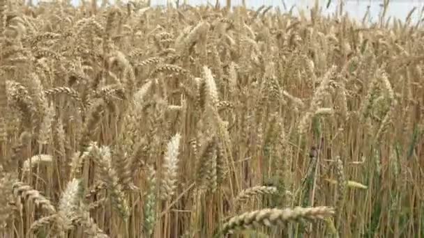Жовте зерно готове для вирощування врожаю на фермі — стокове відео