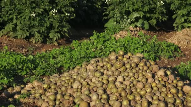 Pomme de terre pourrie gâtée. Défaillance des cultures, mauvais concept de récolte. Contexte agricole . — Video