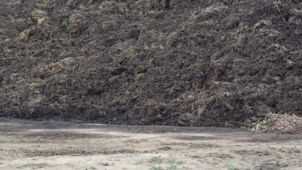 Montón de estiércol en el campo. Montón de estiércol en el campo en la granja. Fertilizante de estiércol de vaca y paja . — Vídeos de Stock