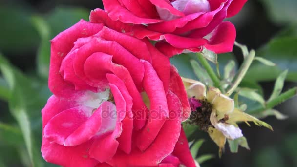 Rosas rojas en un arbusto en un jardín. Rosa roja en la rama en un jardín — Vídeo de stock
